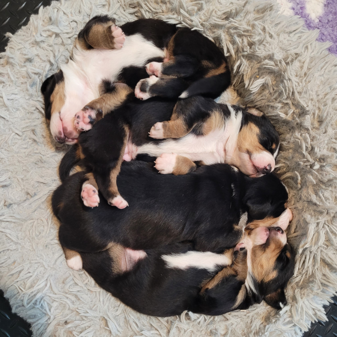 Chiots prévus pour le mois de Mars 2026