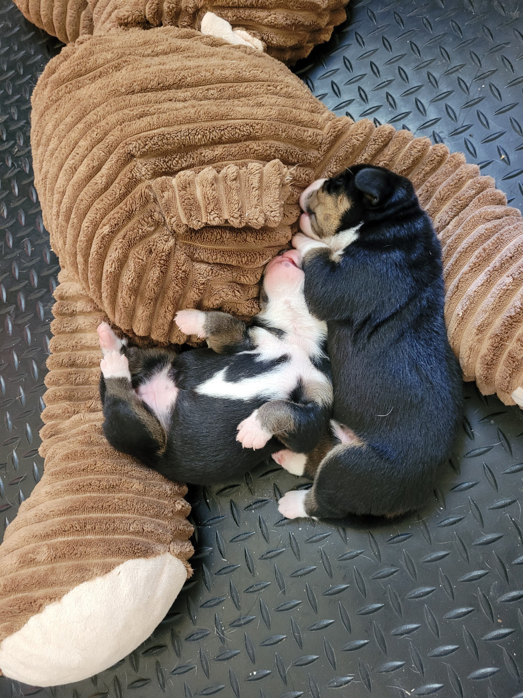Du Mystère Des Bastides - Bouvier de l'Entlebuch - Portée née le 17/06/2023