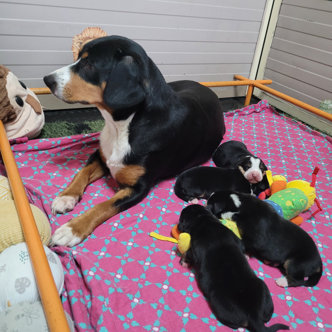 Du Mystère Des Bastides - Bouvier de l'Entlebuch - Portée née le 22/01/2024